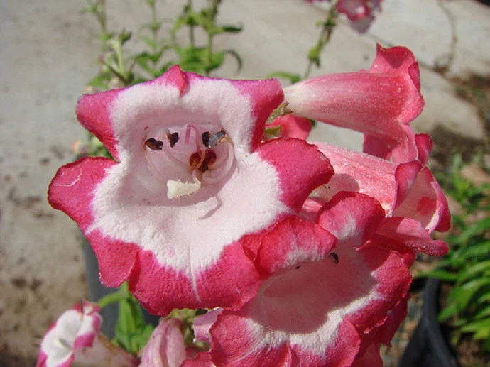 50 semillas Penstemon Flagstaff semillas perennes de flores rojas y blancas Foto 1 de 1