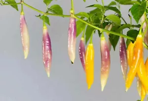 Aji Challuaruro Amarillo - 5+ semillas - semillas - semillas - ch 210 - Imagen 1 de 1