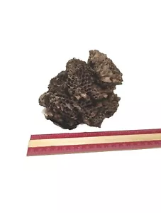 Paper Wasp Hornet Nest All Natural Dried 6"×4" 2023 Made Multi Tiered Science - Picture 1 of 6
