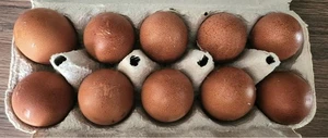 10 x Französische Marans reinrassig Eier Bruteier BE - Bild 1 von 3