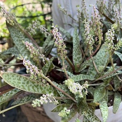 Scilla Violacea Hutch 'Leopard Plant' Silver Squill One Healthy Plant RARE - Image 1 of 4