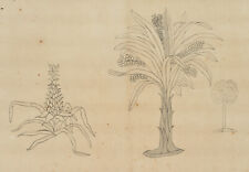 Unbekannt (19.Jhd), Pflanzenstudie, Palme und Ananas, um 1840, Federzeichnung