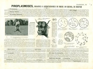 Cabinet de curiosité 1906 anatomie du bœuf du cheval du mouton planche n°75 - Imagen 1 de 1
