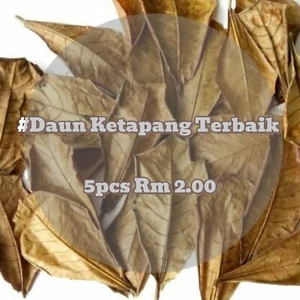 indian almond leaves 15X Catappa ketapang leafs shrimp betta fish aquarium care - Picture 1 of 2