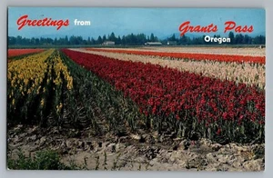 Postal Grants Pass Oregon O Josephine County Gladiola Fields años 50 - Imagen 1 de 2