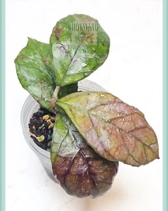 Ultra Rare Hoya cv Surprise | Deykeae x Chicken Farm Splash | Hybrid 🩷🩷 - Picture 1 of 4