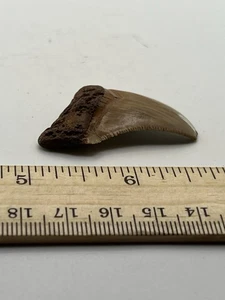 1.75” Great White Shark Tooth Fossil GA Coast V38 - Picture 1 of 5