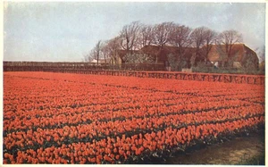 Tulpenvelden Tulip Fields May 1954 Netherlands Postcard - Picture 1 of 2