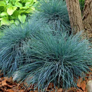 100 BLUE FESCUE / FESTUCA GLAUCA / ELIJAH BLUE ORNAMENTAL GRASS SEEDS - Picture 1 of 6