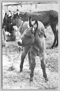 Vintage Black & White Burro Postcard from San Antonio Texas 1958 - Picture 1 of 2