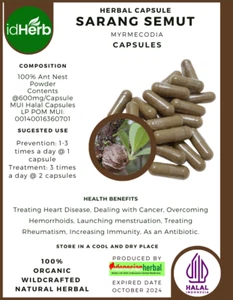 {idHerb} CAPSULES SARANG SEMUT MYRMECODIA ANT NEST NATURAL ORGANIC HERBAL HERBS - Picture 1 of 3