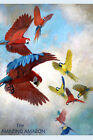361324 Red Yellow Blue Macaws The Amazing Art Decor Wall Print Poster Plakat
