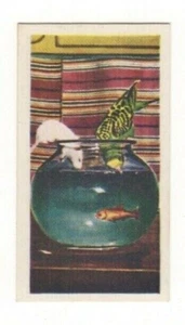 National Pets 1961. #35 Mouse, Budgerigar and Goldfish - Picture 1 of 1