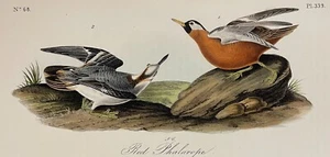 Audubon Red Phalarope Pl 339 Birds Of America 1st Ed Royal Octavo - Imagen 1 de 3