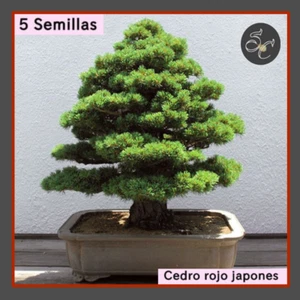 5 semillas seed sementes semi Cedro rojo japonés ideal Bonsai Yamadori - Imagen 1 de 1