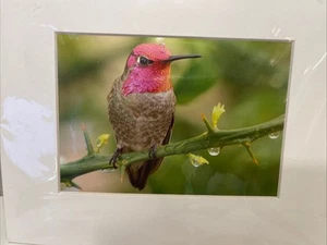 Brian Blackwelder Anna’s Hummingbirds Palm Springs 5x7 Photograph signed-New - Picture 1 of 5