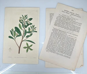 1820 M. Hart Ridgway Botanical #500 Royena Pubescens Jacquin's Fertile Flowered - Picture 1 of 3
