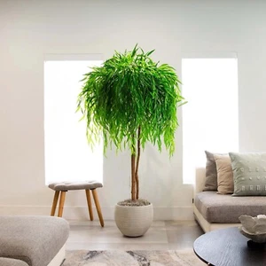 8’ Willow Artificial Tree (Real Touch) w/ Natural Trunk Home Decor. Retail $324 - Picture 1 of 5