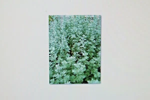 100 Samen Wermut,Artemisia absinthium #296 - Bild 1 von 1