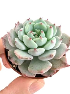 Echeveria cv SITIFUKUMIAMA - - Bild 1 von 7