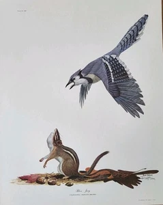 Ray Harm Signed Blue Jay Chipmunk Print 1965 Mint Plate XIII Oiginal Paperwork - Picture 1 of 11