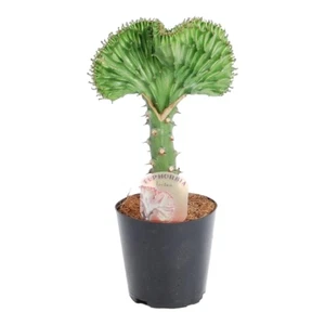 Euphorbia lactea Cristata groen - 30 cm - ø10,5 von Pflanzfix24 - Bild 1 von 4