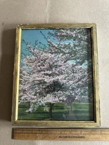 Antique Picture Frame Gilt Gold Wood Fits 8”x10” Cherry Trees Color Photo Print - Picture 1 of 8