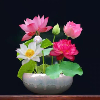 10-50 Miscela Di Semi Di Loto Acqua Nelumbo Giglio Bonsai Fiore Nucifera ☆ - Image 1 of 4