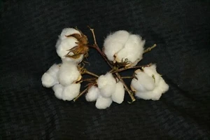 cotton boll stems,Natural Cotton Bolls,Cotton Bolls, Set of 5,Cotton Stems, - Picture 1 of 1