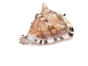 Tiger Striped Conch Shell Beautiful Vintage Shell Large - Picture 1 of 9