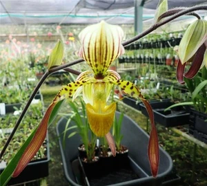 ORCHID - Paphiopedilum Lebaudyanum - COLOURFUL MULTIFLORAL - Picture 1 of 1