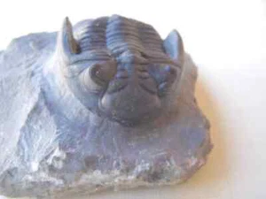 Trilobita Hollardops mesocristata - Picture 1 of 3