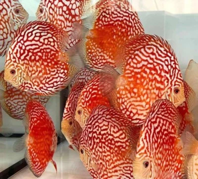 Pack of 2 High Quality Red Pigeon Discus Fish- Beautiful Body Mark - 3.5” - Image 1 of 3