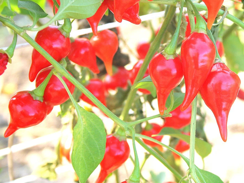 HORTUS 30 semi puri originali DI CHUPETINHO RED rosso peroncino piccante SALSE