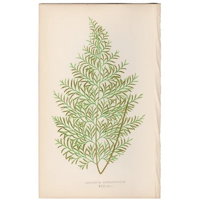 Antique Lowe Exotic Ferns 1872 Botanical Print 17 Various-leaved Spleenwort - Image 1 of 3