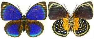 MONTIERTER AUSGEBREITETER SCHMETTERLING - Agrias phalcidon excelsior f. komachiae, F1 - Bild 1 von 1