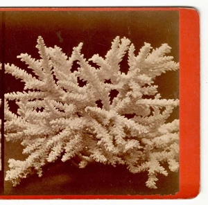 NATURE SCIENCE SV White Stony Branch Coral Acropora Florida JC Moulton Date 1873 - Bild 1 von 3