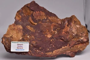 OTOZAMITES FEISTMANTELLI LEAF FOSSIL, QUEENSLAND, AUSTRALIA. F396 - Bild 1 von 4