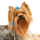 Star Plastic Pet Beauty Hair Clip Dog Hairpins Puppy Hair Claws Dog Hair Clips