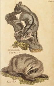 Dachs Opossum Kupferstich Natural History of Quadrupeds 1811 - Bild 1 von 2
