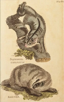 Dachs Opossum Kupferstich Natural History of Quadrupeds 1811 - Bild 1 von 2