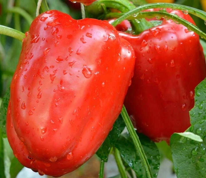 PEPERONE GIGANTE ROSSO, POLPOSO, DOLCE, 15 SEMI, SEEDS - Immagine 1 di 1