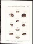 c1790 original Lamarck B & W Conchology antique impression coquille de mer stomatelle #450