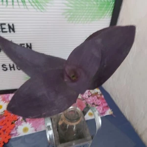 Tradescantia Purple Heart Steckling breite Blätter Ohne Wurzel - Bild 1 von 14