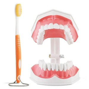 Dental Teeth Model with Lab Toothbrush 2 Times Brushing Tooth Teaching Model - Picture 1 of 10