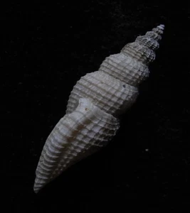 seashell Cytharopsis cancellata RARE 28 mm F+ - Picture 1 of 3