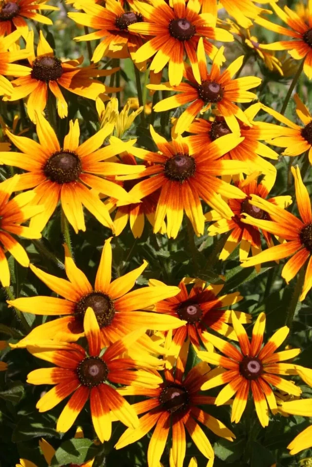 1000 Gloriosa Daisy Rudbeckia Hirta Seeds. USA Seeds. Organic. Ships free - Image 1 of 1