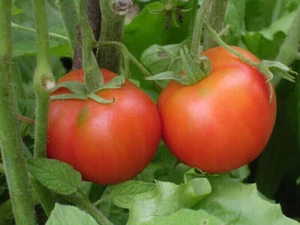 TOMATE SICILIENNE GÉANTE, 50 GRAINES + CADEAU GRATUIT - Imagen 1 de 1