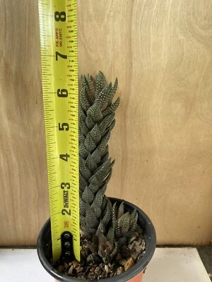 Beautiful Haworthia  Coarctata Succulent Free Shipping - Image 1 of 2