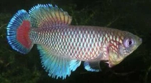 Killifish NOTHO NOTHOBRANCHIUS JUBBI Killi Egg Tropical Fish 50 Eggs HATCHING - Picture 1 of 4